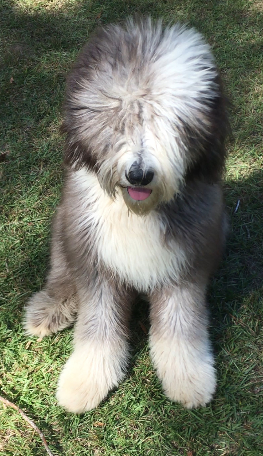 Joey, My dog